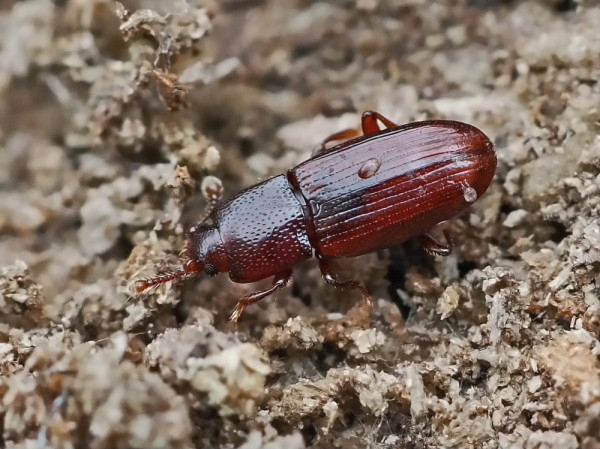 Cerylon ferrugineum
