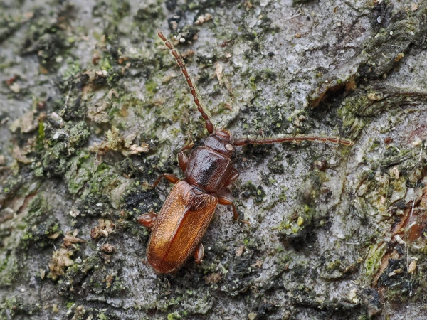 Placonotus testaceus