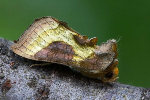 mora Tuttova
