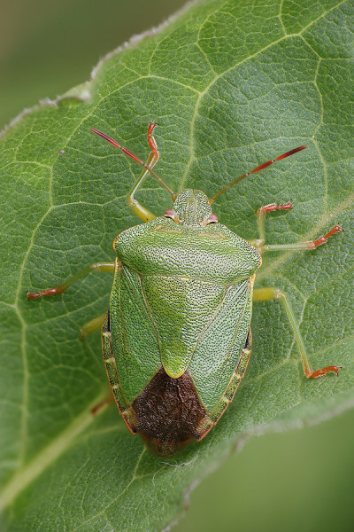 bzdocha