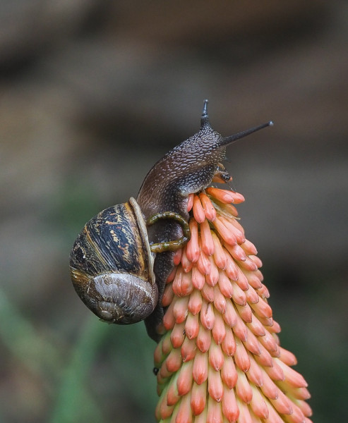 Cornu aspersum
