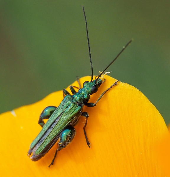 Oedemera nobilis