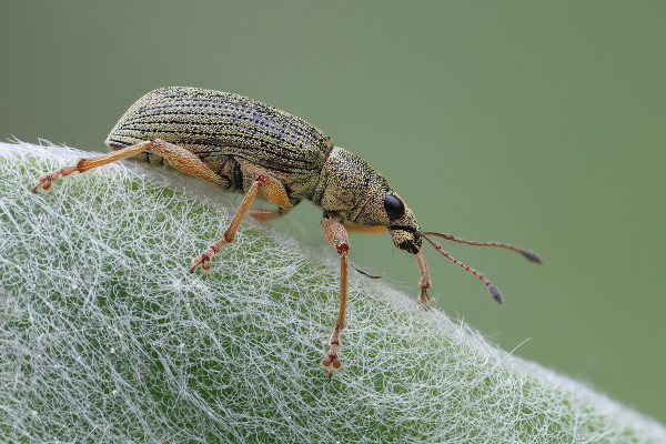Polydrusus formosus