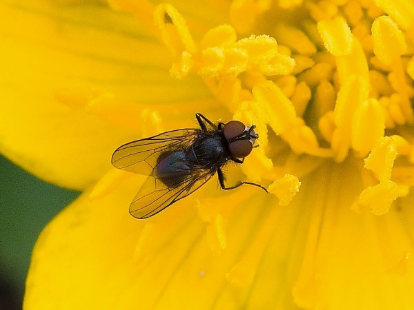 Fannia serena