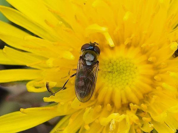 Platycheirus scutatus