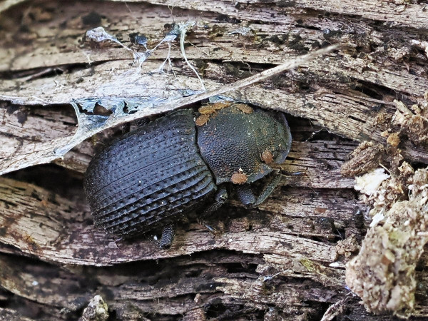 Bolitophagus reticulatus