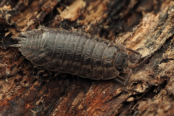 Trachelipus rathkii