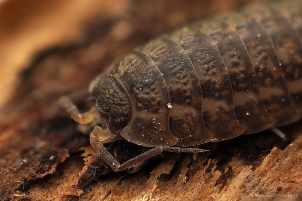 Trachelipus rathkii