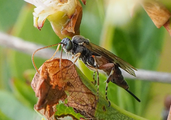 Itoplectis maculator