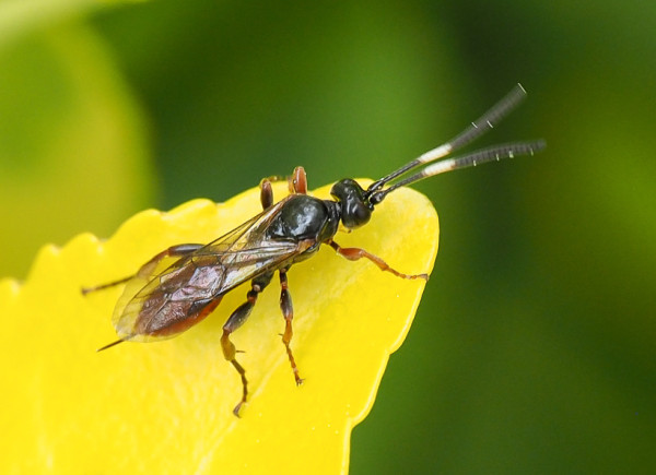 Aptesis assimilis