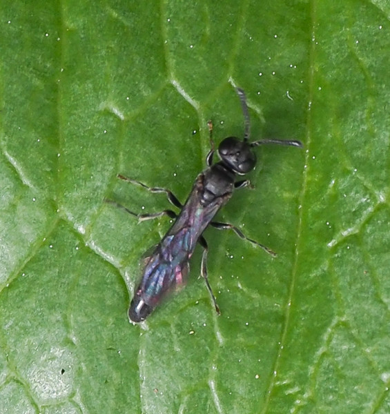 Ropalophorus clavicornis