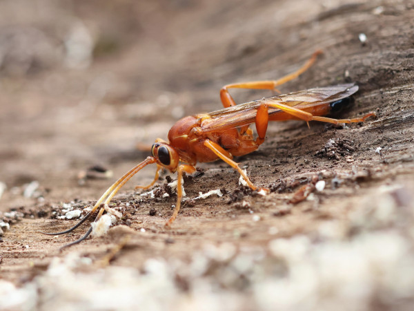 Lymantrichneumon disparis