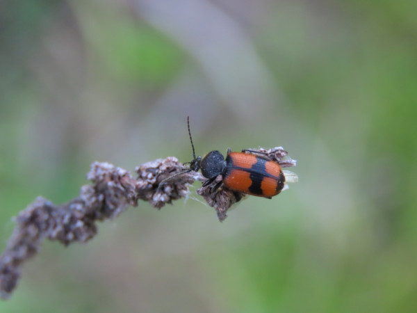 Panagaeus cruxmajor