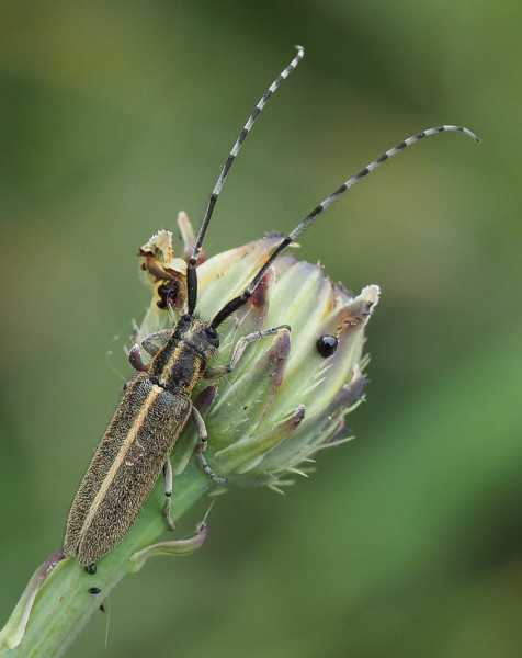 Agapanthia suturalis