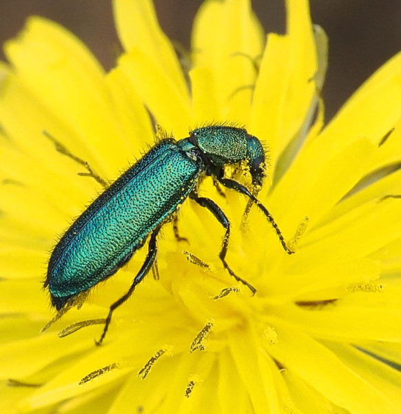 Psilothrix viridicoerulea