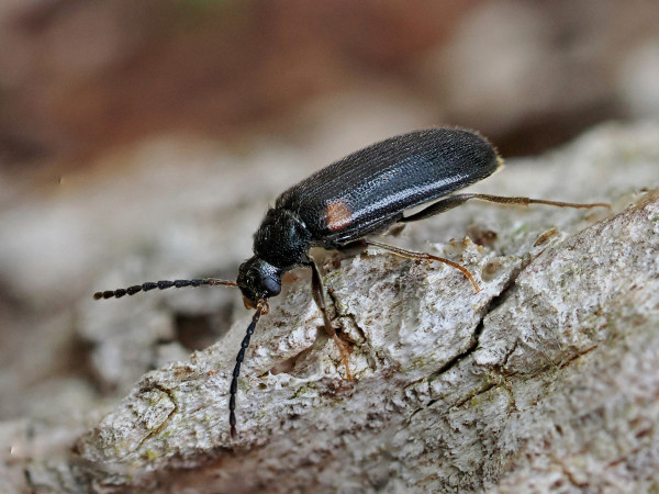 Mycetochara humeralis