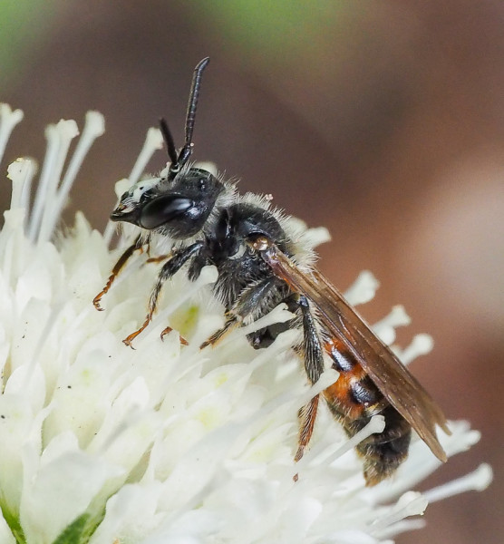Andrena ventralis