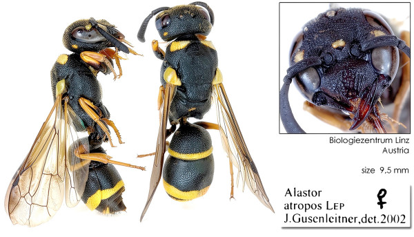 Alastor atropos
