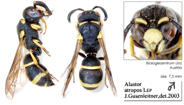 Alastor atropos