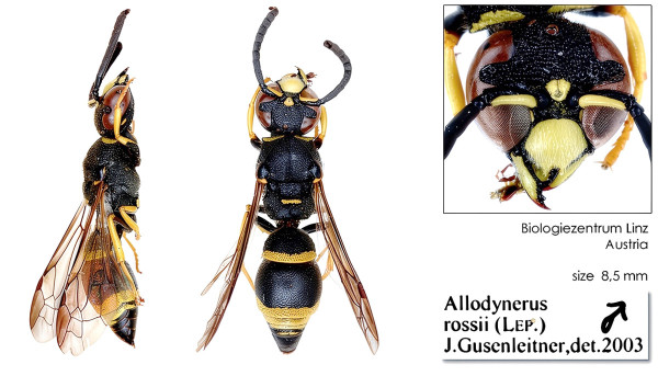 Allodynerus rossii