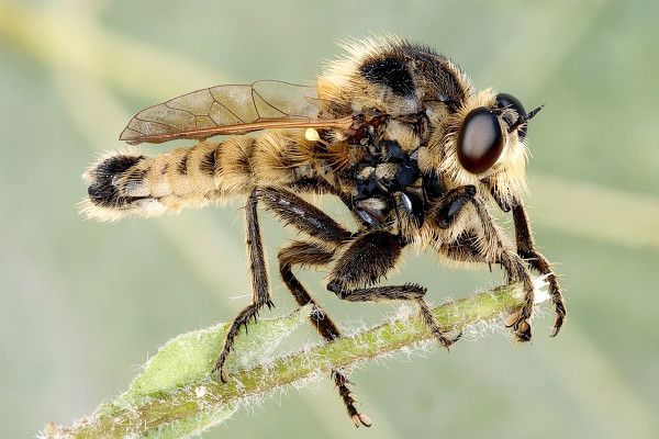 Polyphonius theodori