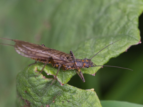 Isoperla ilvana