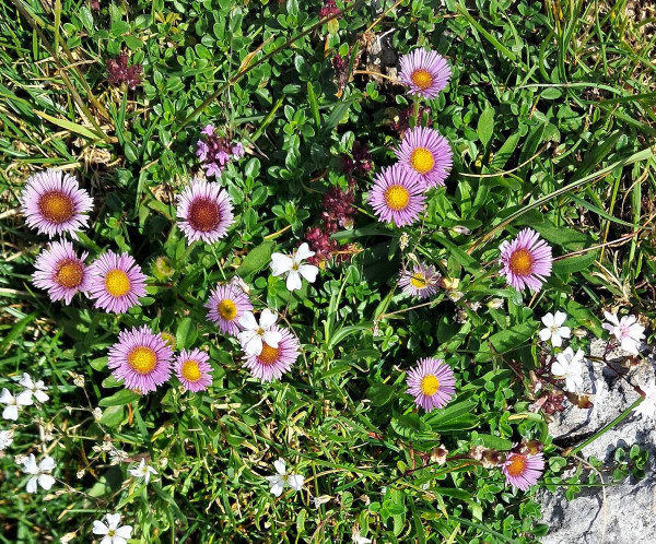turica alpínska