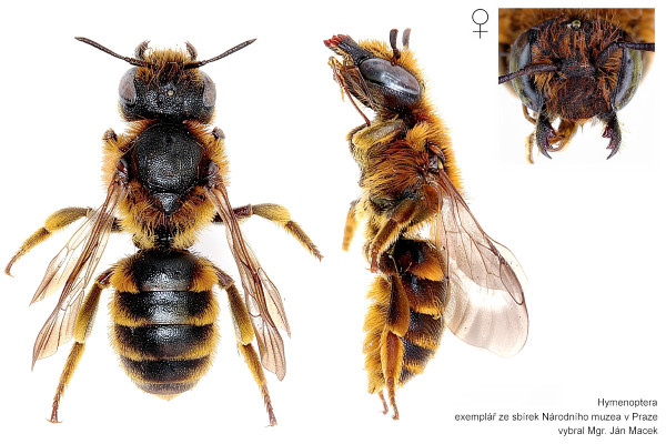 Osmia rufohirta