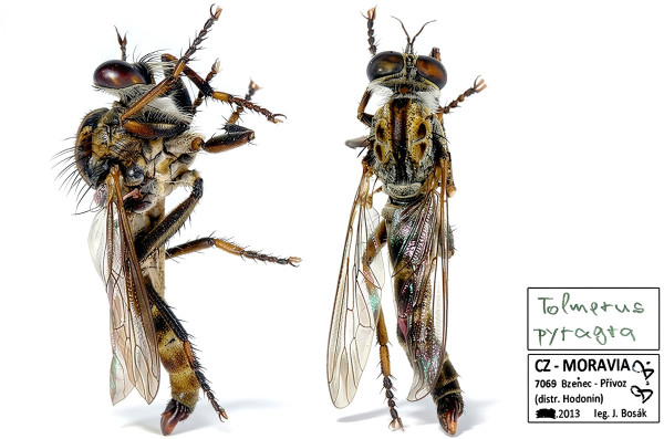 Machimus pyragra