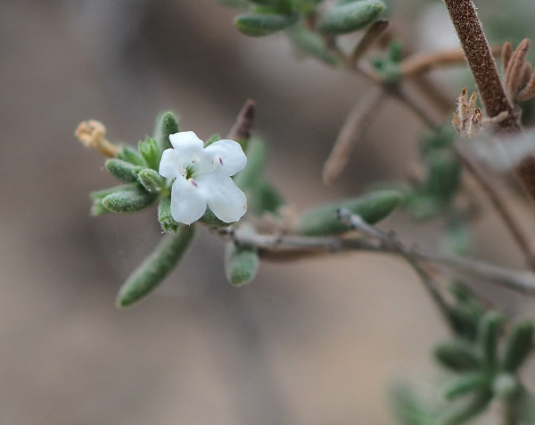 Micromeria hyssopifolia