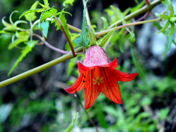 Canarina canariensis