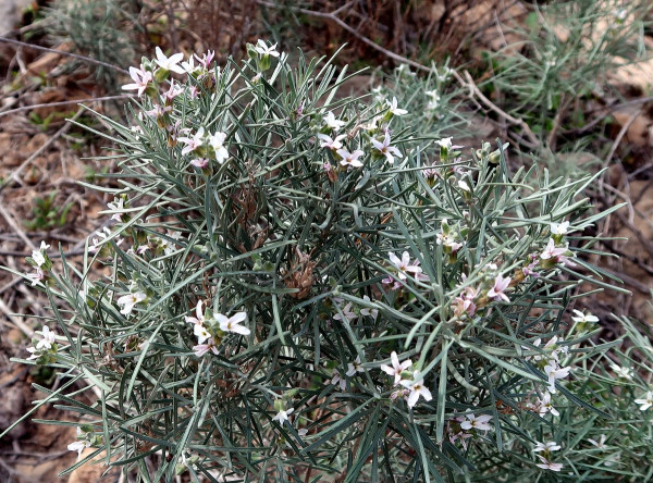 Parolinia intermedia