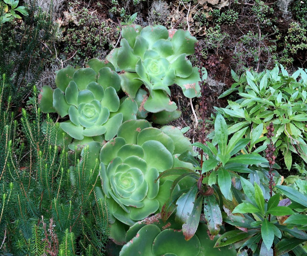 Aeonium canariense