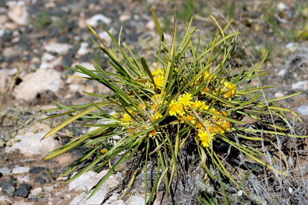Geigeria ornativa