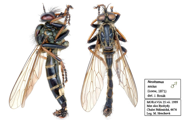 Neoitamus socius