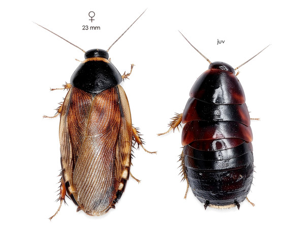 Pycnoscelus surinamensis