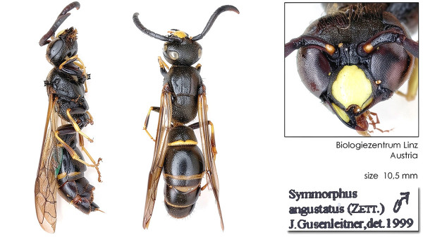 Symmorphus angustatus