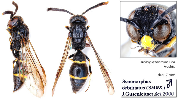 Symmorphus debilitatus