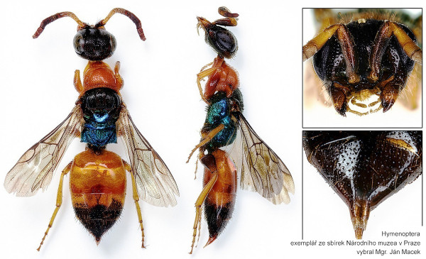 Cleptes nitidulus