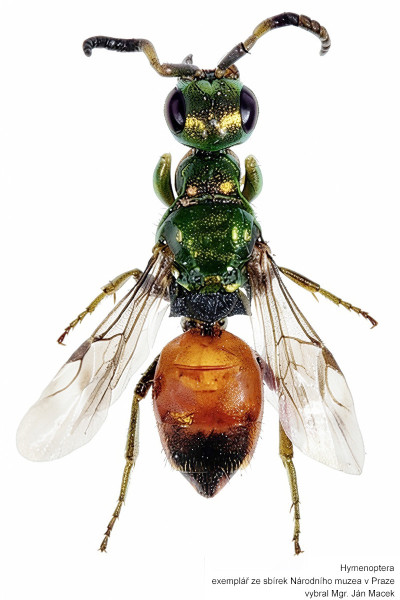 Cleptes splendidus