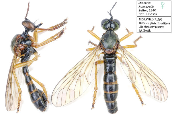 Dioctria humeralis