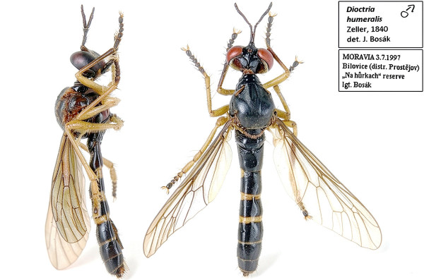 Dioctria humeralis