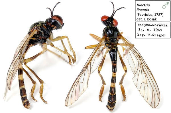 Dioctria linearis