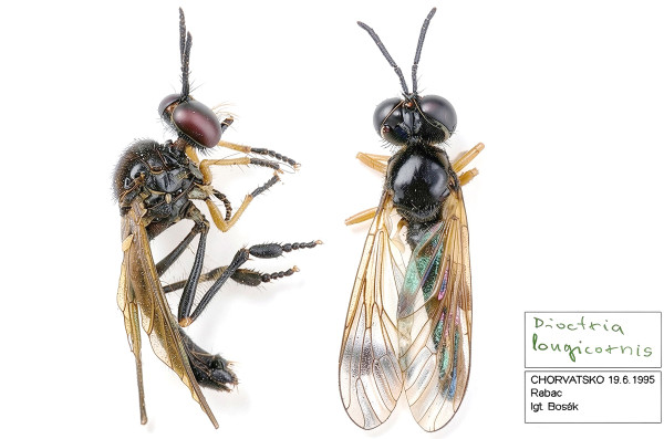 Dioctria longicornis