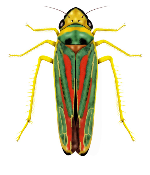 Graphocephala fennahi