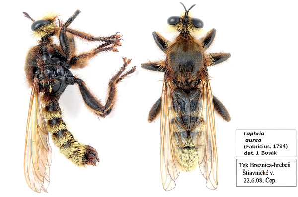 Laphria aurea