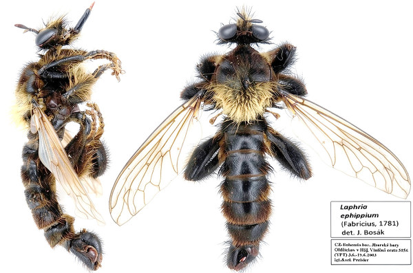Laphria ephippium