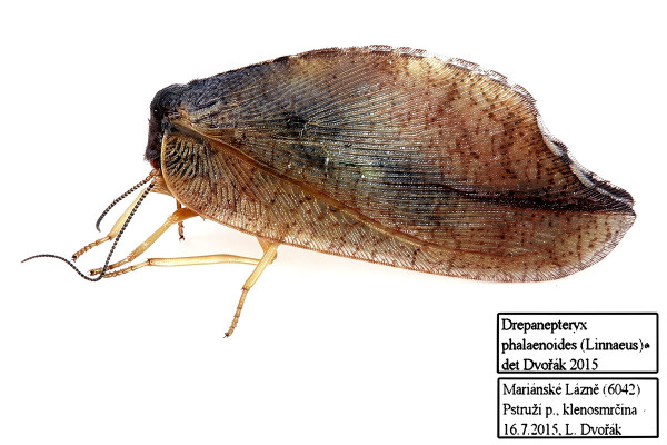 Drepanepteryx phalaenoides