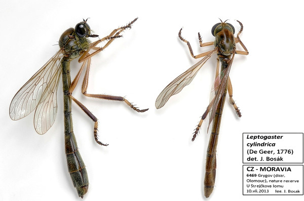 Leptogaster cylindrica