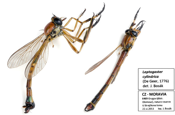 Leptogaster cylindrica
